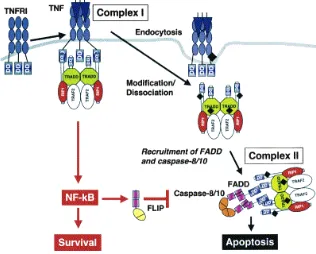 Figura 10. Modelo de formación de los dos complejos de señalización de TNFR1. complejo I