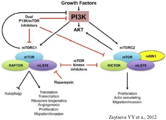 3.1.2.1 Inhibidores De MTOR. - Estudio De Los Mecanismos Moleculares ...