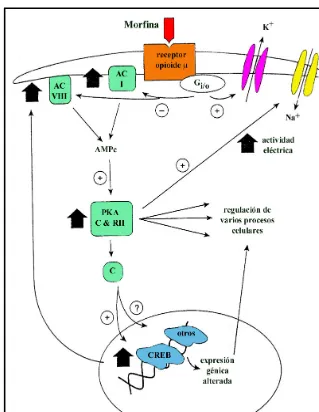 Figura 8. Esquema ilustrando las acciones de la morfina en el locus coeruleus. Las flechas gruesas indican cambios compensatorios inducidos por el tratamiento crónico con la droga.