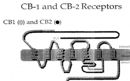 Figura 1. Comparación de las estructuras péptidicas de los receptores cannabinoides CB1 y CB2.