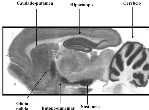 Figura 2. Distribución del receptor cannabinoide CB1 en el cerebro.