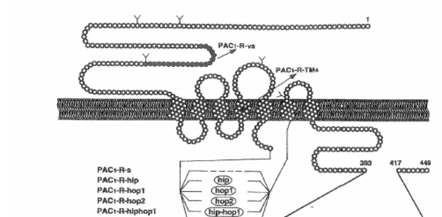 Figura 5. Diferentes variantes del receptor PAC1.