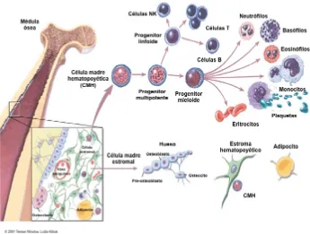 Figura 1 - Estructura del sistema hematopoyético. La MO aloja el sistema hematopoyético adulto, que a partir del nacimiento da lugar a todas las células de los diferentes linajes hematopoyéticos (linfoide y mieloide)