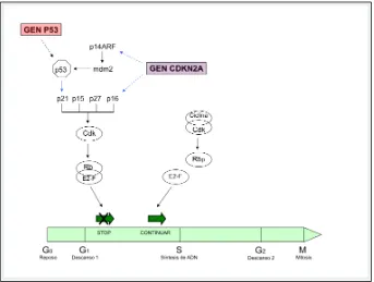 Figura 9.- Principales genes implicados en la fotocarcinogénesis (gen p53 y CDKN2A) y ciclo celular
