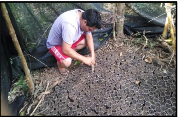 Figura 2: Siembra de la semilla del repollo en vivero 