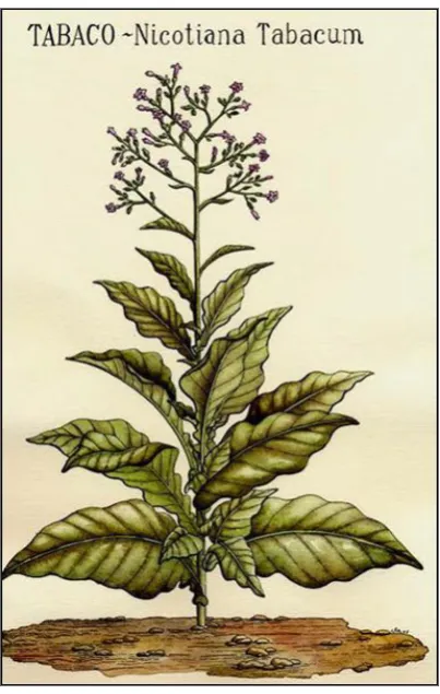Figura 1. Dibujo de la planta del tabaco  