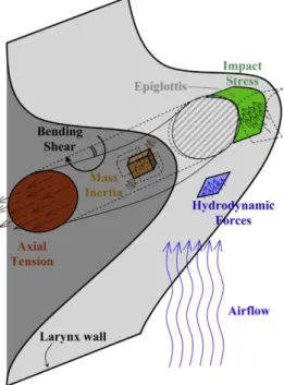 Fig. 3 Cargas mecánicas sobre las cuerdas vocales humanas durante la fonación. Tomada de [3]