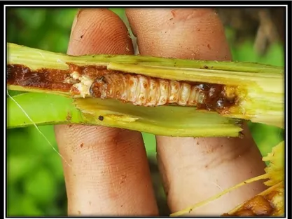 Figura 1.  Larva dentro de S. macrophylla (fuente propia) 