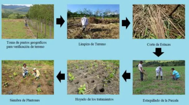 Figura 4. Proceso de Establecimiento de la parcela  