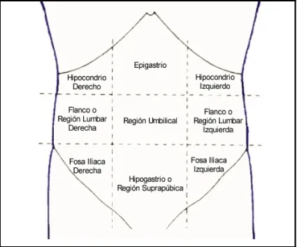Figura 
   1. 
   División anatómica y clínica de las regiones del abdomen, basado en “Anatomía de Gray”6 