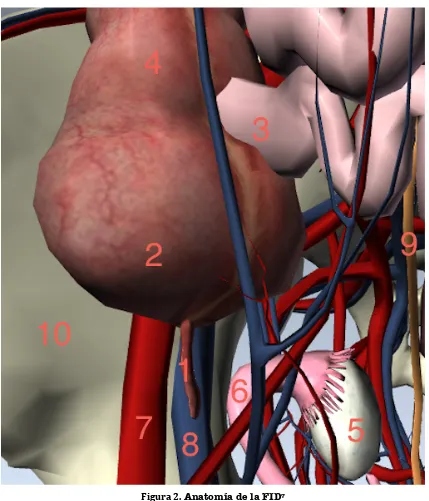 Figura 
  2. 
  Anatomía de la FID7 