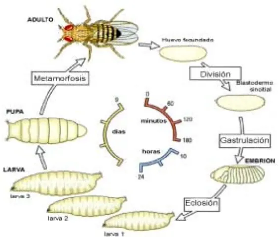 Figura 1. Ciclo vital de Drosophila melanogaster  a 25oC. Adaptado de Wolpert (1998). 