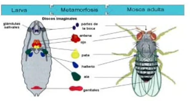 Figura 2. Morfología, localización y estructuras del adulto a las que darán lugar los discos imaginales de Drosophila