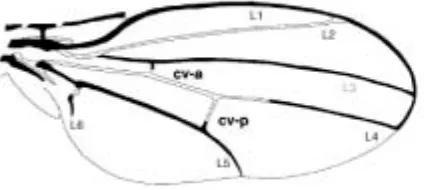 Figura 5. Patrón de venación en el ala de Drosophila. Las venas marcadas en negro corrugan en 