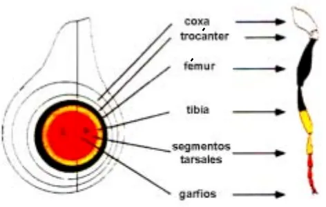 Figura 7. Representación esquemática de la relación entre el disco imaginal de pata de larva III y la pata adulta
