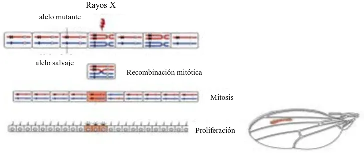 Figura 8. Técnica del análisis clonal. Los rayos X inducen una rotura y una recombinación entre 