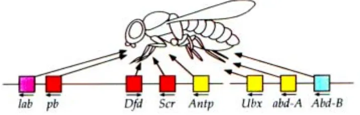 Figura 9. Los genes homeóticos de Drosophila melanogaster. Adaptado de Salser y Kenyon 