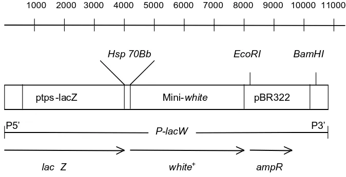 Figura 10. Esquema del elemento P-lacW que tienen insertado en su cromosoma III las líneas de 