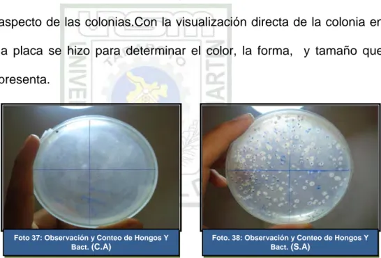 Foto 37: Observación y Conteo de Hongos Y  Bact.  (C.A) 