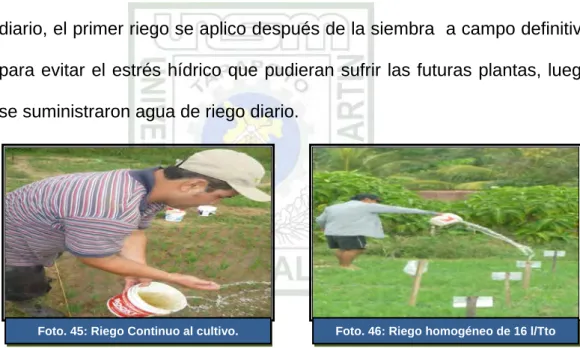 Fig. 47: El deshiervo se dio  de forma manual. 