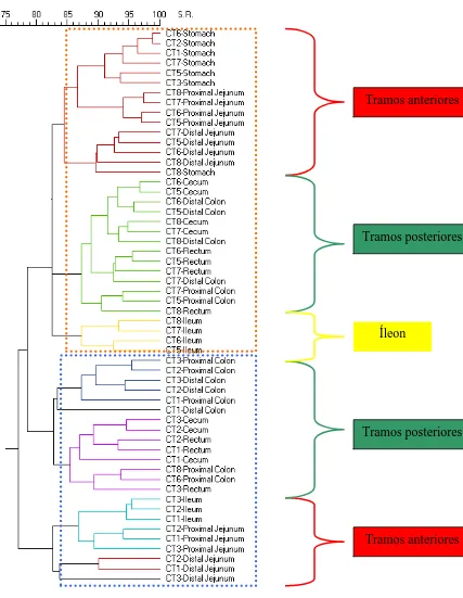 Figura 3.3.(La clave roja agrupa los tramos anteriores, la clave verde agrupa los tramos posteriores, la clave amarilla agrupa el íleon, el cuadro naranja agrupa los animales sacrificados el día 21 y el cuadro azul agrupa los animales sacrificados el día 1
