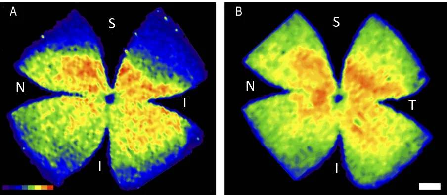 Fig. 1.4. Distribución paralela de las células ganglionares de la retina y los conos L/M en la retina de la rata