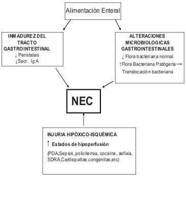 Figura 1 Mecanismos que intervienen en la patogénesis de la ECN  
