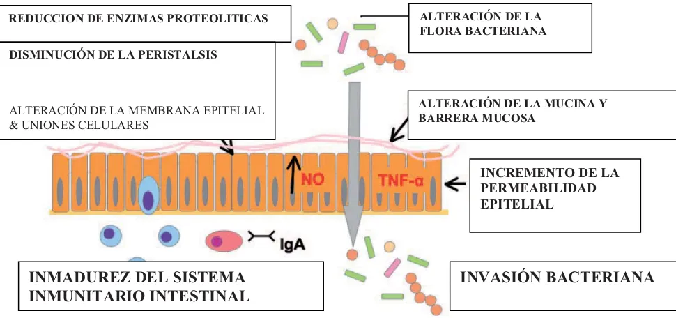 Figura 3. Inmadurez del sistema inmunitario intestinal neonatal. Invasión y colonización bacteriana