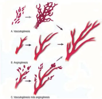 Figura 7. Mecanismo de angiogénesis mediante invaginación vascular o tipo b. 148
