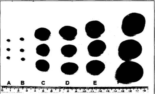 Figura  3.  Semillas  de  las  especies  del  género  Plukenetia;  A  =  P. 