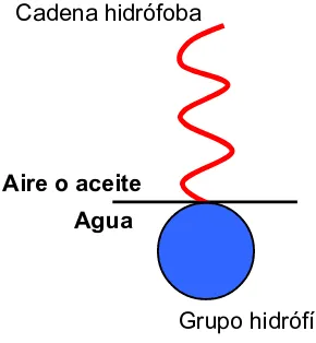 Figura 1.1 Representación esquemática de la molécula de tensioactivo. 