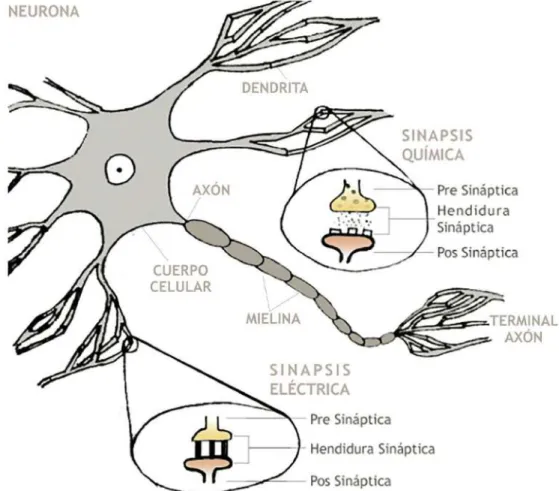 Ilustración 15. Representación de los 2 tipos de sinapsis. Fuente: Propia.
