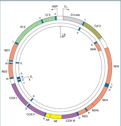 Figura 1. Representació esquemàtica del genoma mitocondrial humà amb lletra única), dos orígens de replicació de les cadenes lleugera i pesada (Osubunitats del citocrom oxidasa (COXI-COXIII), set gens de les subunitats ATPasa (6 i 8), el gen del citocrom b