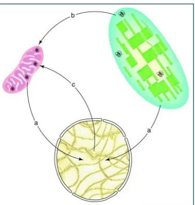 Figura 2. Visió esquemàtica dels diferents tipus de transferència de DNA intercompartimental