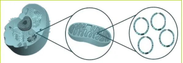 Figura 3. Representació esquemàtica dels diferents nivells on pot observar-se l’heteroplàsmia mitocondrial 