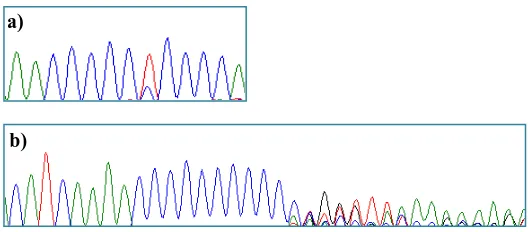 Figura 4. Electroferograma corresponent a la seqüència d’una substitució C/T. regió del DNAmt