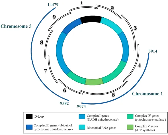 Figure 5. - Schematic representation of mtDNA. The nine 