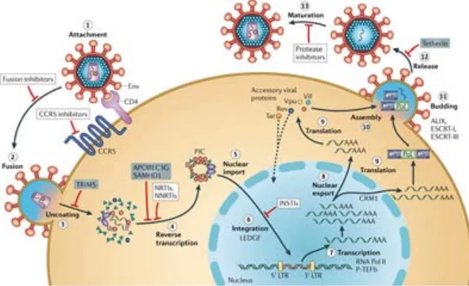 Figure 1. The HIV-1 life cycle. After binding to CD4 and one co-receptor (CCR5 or CXCR4), viral fu-sion with the cell membrane results in entry of the viral core into the cytoplasm
