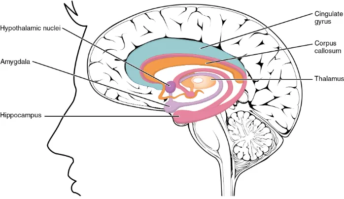 Figure 1.1: The limbic system in the human brain and its main components.Illustration from: OpenStax College (2014)