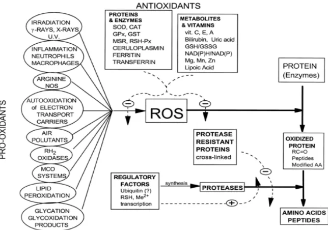 Figure I-2.1| Factors affecting reactive oxygen species (ROS) and the level of oxidatively 