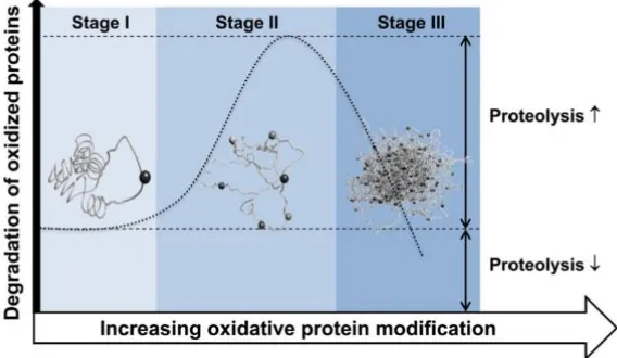 Figure I-2.2|  Protein oxidation versus protein degradation systems. Under mild oxidative conditions structure of proteins is minimally modified (stage I) and it is not required the degradation machinery intervention
