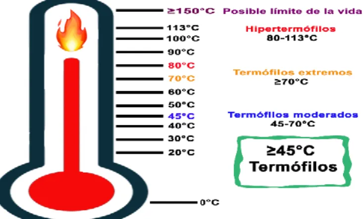 Figura  1.1.2  (Elaboración  propia):  Clasificación  de  los  microorganismos  termófilos  en  base  a  los  rangos  de  temperatura óptima de crecimiento