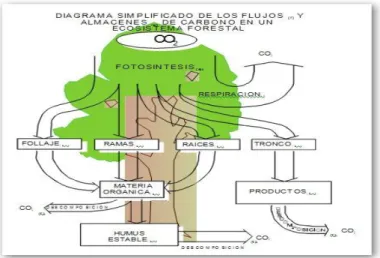Figura 1. Diagrama simplificado de los flujos y almacenes de  carbono en un ecosistema forestal