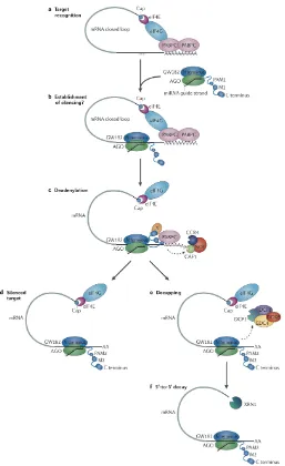 Figure 1.3:Mechanisms of miRNA-mediated gene silencing in animalsbinding protein) and 3’ poly(A) tail and translational initiation factor (eIF4G) and cap-binding protein