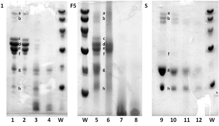 Figure 2. Sodium dodecyl sulfate-polyacrylamide gel electrophoresis of raw milk (F1); infant formula (F5); and whey (S) proteins and their fractions along gastrointestinal digestion: lane 1, raw milk; lane 2, raw milk at infant gastric pH (pH = 4); lane 3,