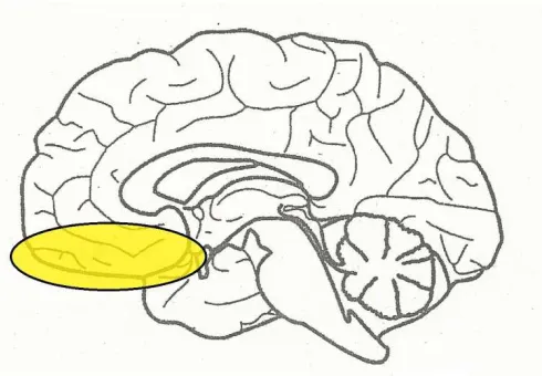 Figura 1. Córtex orbitofrontal. 