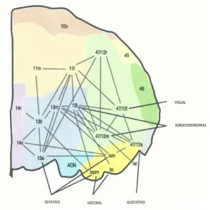 Figura 2. Visión basal del córtex orbitofrontal del hemisferio derecho (Imagen adaptada de Kringelbach y Rolls, 2004)  