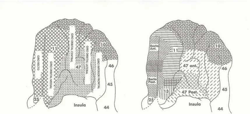 Figura 3. Visión ventral del córtex orbitofrontal humano según Brodmann. 