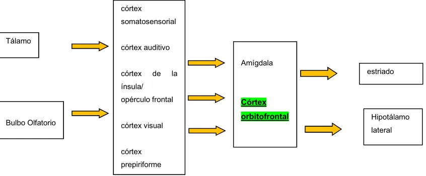 Figura 4. Diagrama de los inputs sensoriales del córtex orbitofrontal (modificado de Kringelbach y Rolls, 2004) 