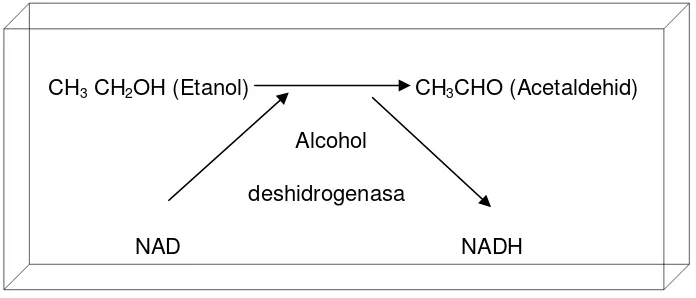 Figura 4. Metabolització de l’alcohol  